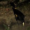 Yellow-rumped Cacique